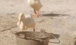 老鸭视频视频在线观看,在线观看，畅享精彩瞬间